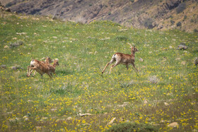 پناهگاه طبیعت -منطقه حفاظت شده ورجین