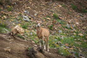 پناهگاه طبیعت -منطقه حفاظت شده ورجین