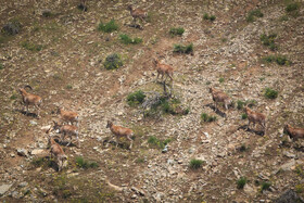 پناهگاه طبیعت -منطقه حفاظت شده ورجین