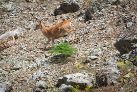 پناهگاه طبیعت -منطقه حفاظت شده ورجین