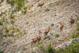 پناهگاه طبیعت -منطقه حفاظت شده ورجین