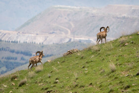 پناهگاه طبیعت -منطقه حفاظت شده ورجین