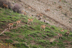 پناهگاه طبیعت -منطقه حفاظت شده ورجین