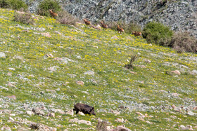 پناهگاه طبیعت -منطقه حفاظت شده ورجین