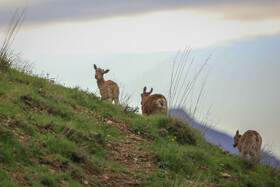 پناهگاه طبیعت -منطقه حفاظت شده ورجین