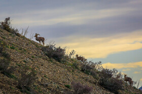 پناهگاه طبیعت -منطقه حفاظت شده ورجین