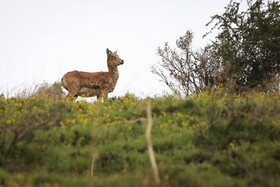 پناهگاه طبیعت -منطقه حفاظت شده ورجین