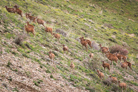 پناهگاه طبیعت -منطقه حفاظت شده ورجین