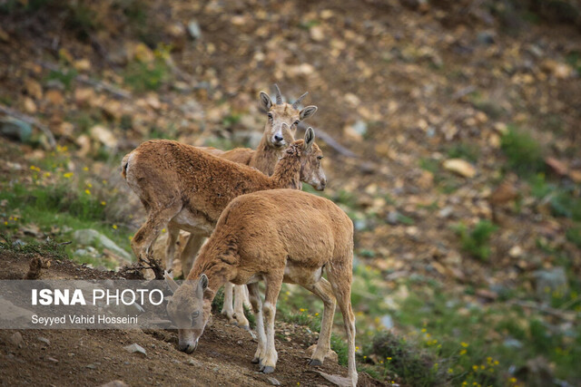 عکس تزئینی است. از تعمیر و ساخت آبشخور تا خرید تجهیزات اطفای حریق