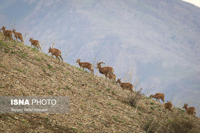 کمبود اعتبارات برای پایش و مدیریت زیستگاهها کمبود اعتبارات برای پایش و مدیریت زیستگاهها