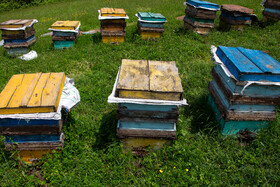برداشت ۸ تن عسل در بخش رخ شهرستان تربت‌حیدریه