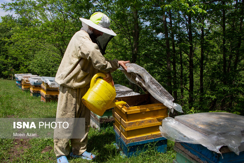 زهر مشکلات بر پیکر صنعت زنبورداری