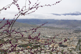 بهار کردستان