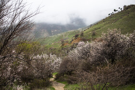بهار کردستان