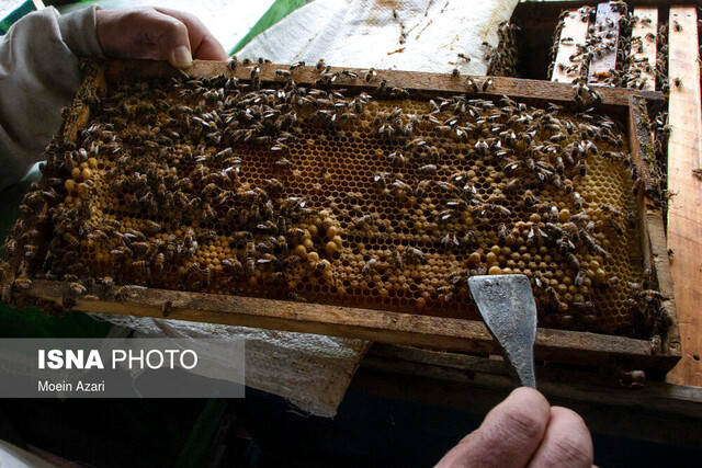 ایران، رتبه چهارم تولید عسل در دنیا