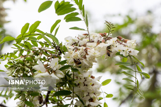 تاثیر آلودگی هوا بر منابع طبیعی