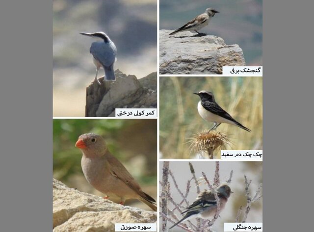 ثبت ۵ گونه پرنده جدید توسط محققان دانشگاه اراک