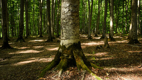 جنگلهای راش سنگده ساری که در منطقه حفاظت شده قرار دارد از جمله جنگلهای راش در ایران است که متاسفانه برخی از شهروندان ناآگاه، با رفتار ناهنجار خود سلامت شمار زیادی از آنها را با کندن پوست آنها به قصد ثبت یادگاری یا نشانه و علامت به خطر انداختهاند.