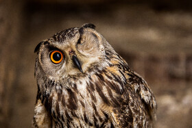 مرکز داوطلب نگهداری و تیمار پرندگان و حیوانات محیط زیست - قم