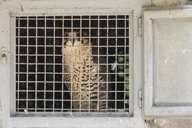 از یک کافی‌شاپ قدیمی تا کلینیک حیوانات؛ آخرین وضعیت کلینیک حیات وحش پردیسان