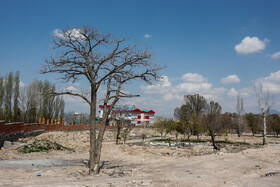 منظره ی درختان اطراف شهر تبریز که طی سالهای اخیر و باگسترش حریم شهر ، چهرۀ ناخوشایندی به خودگرفته و در معرض نابودی قرار دارند.