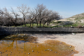 نمایی از حوض خشک شده ودرختان بی آبدر روستای " فتح اباد " و طبیعتی که در مقابل تعرض بشری ، رو به ناوبودی میرود.