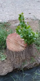 متخلفین قطع درختان در شهرستان‌های چگنی و سلسله دستگیر شدند