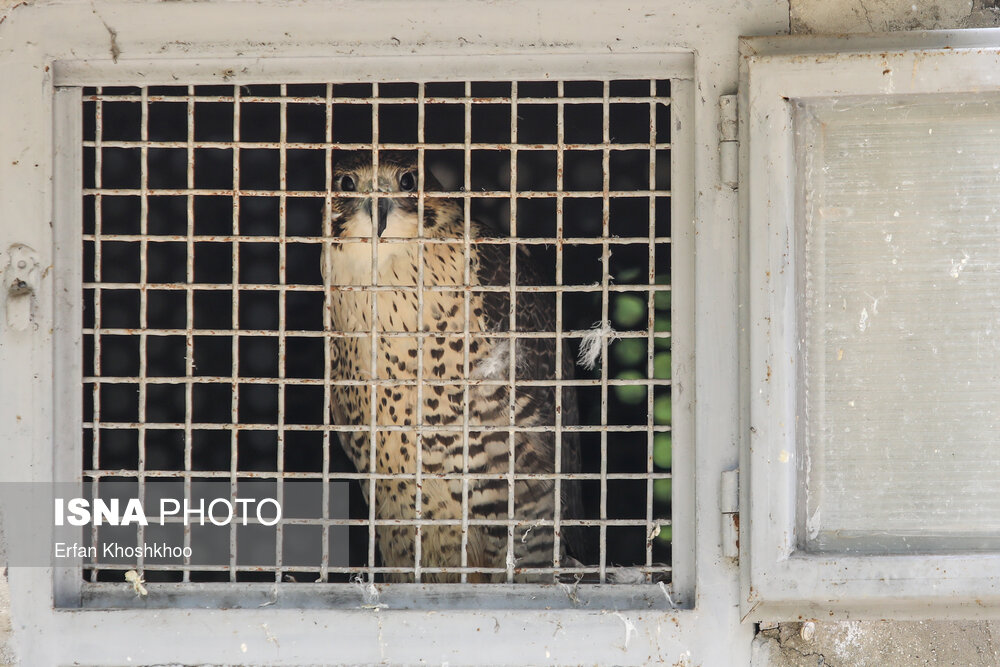 از یک کافی‌شاپ قدیمی تا کلینیک حیوانات؛ آخرین وضعیت کلینیک حیات وحش پردیسان