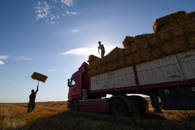 تحویل ۱۵۰ هزار تن گندم به سیلوهای خراسان رضوی