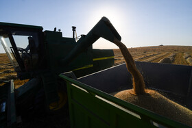 برداشت بیش از ۶۰۰۰ تن گندم در تفتان سیستان وبلوچستان