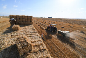 میانگین تولید گندم دیم در فارس ۵ برابر شده است