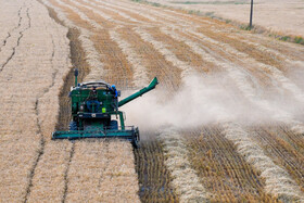 مزارع گندم خرم‌دره با طغیان آفت مواجه است