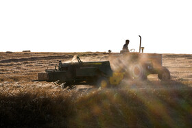 برداشت گندم در مزارع استان گلستان