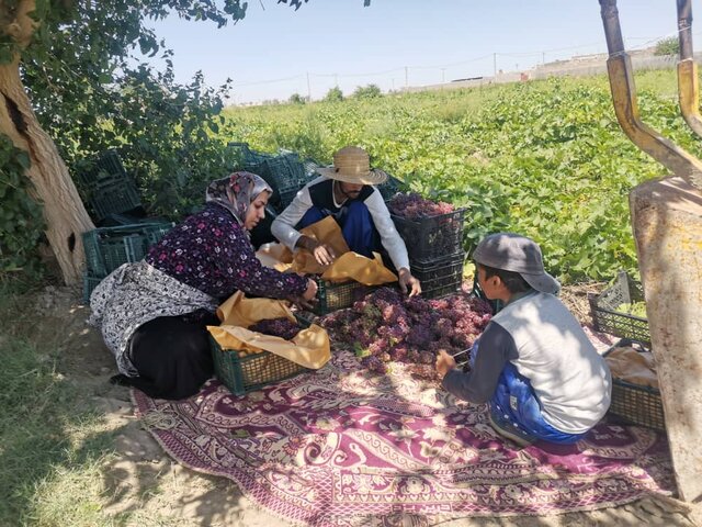 کشاورزان شمال استان کرمان، به ۱۶۰۰ میلیارد تومان سرمایه در گردش و ثابت نیاز دارند