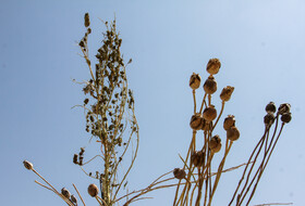 خطر مواد مخدر کمتر از کرونا نیست