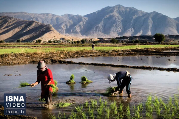 ویدئو / «چمپا»، محصول پررونق بخش پرآب خوزستان