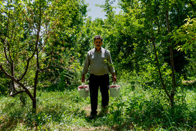 برداشت گیلاس در روستای فشند -  البرز