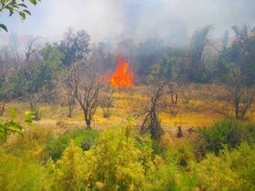 آتش‌سوزی منطقه حفاظت شده کوه جوپار کرمان مهار شد