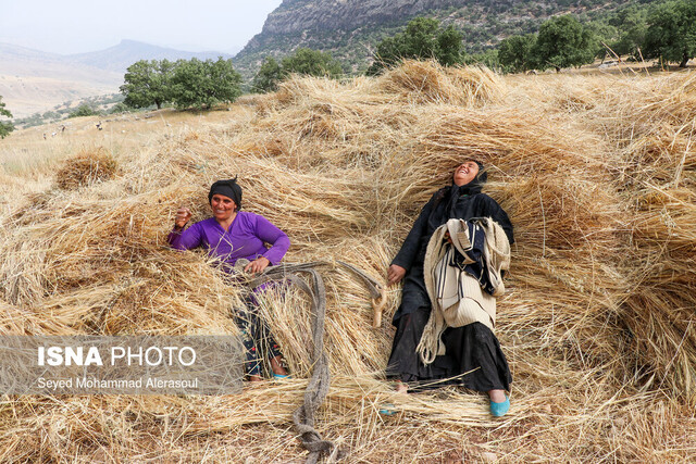 امسال رغبت کشاورزان به فروش گندم دوچندان شده است