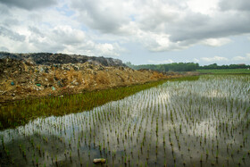 کشت برنج با طعم شیرابههای زباله در شهرستان جویبار در استان مازندران