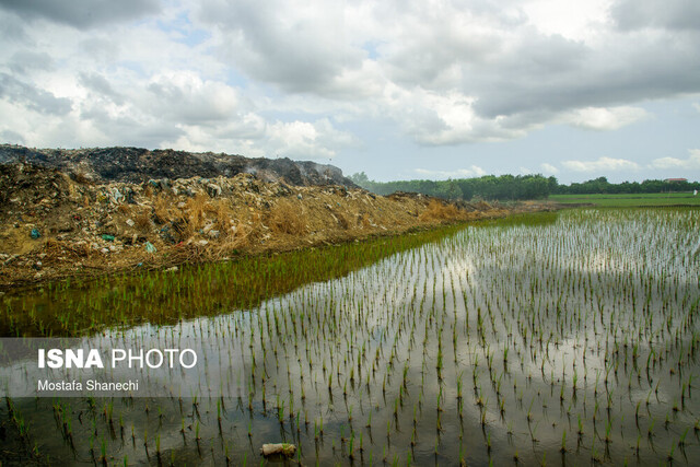 شیرابه پسماند برای خاک و کشت برنج مخاطرهآمیز است