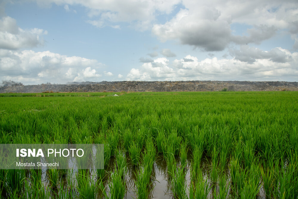 لزوم شناسایی مزارع دیرکاشت برای مدیریت آفت ساقه خوار برنج