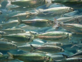 تولید سالانه ۲۵۰۰ تن ماهی در خواهرخوانده شیلات ایران