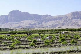 نشاء برنج در رودبال‌