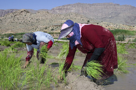 نشاء برنج در رودبال‌