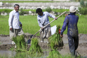 نشاء برنج در رودبال‌