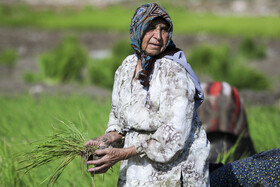 نشاء برنج در رودبال‌