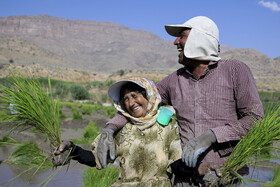 نشاء برنج در رودبال