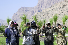 نشاء برنج در رودبال‌