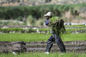 آغاز کشت برنج در ۵۵۰۰ هکتار اراضی کشاورزی باغملک